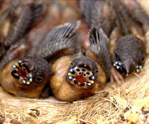 Gouldian-Finch-Mouth.jpg