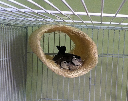 Owl Finch Facts, As Pets, Care, Temperament, Feeding, Pictures