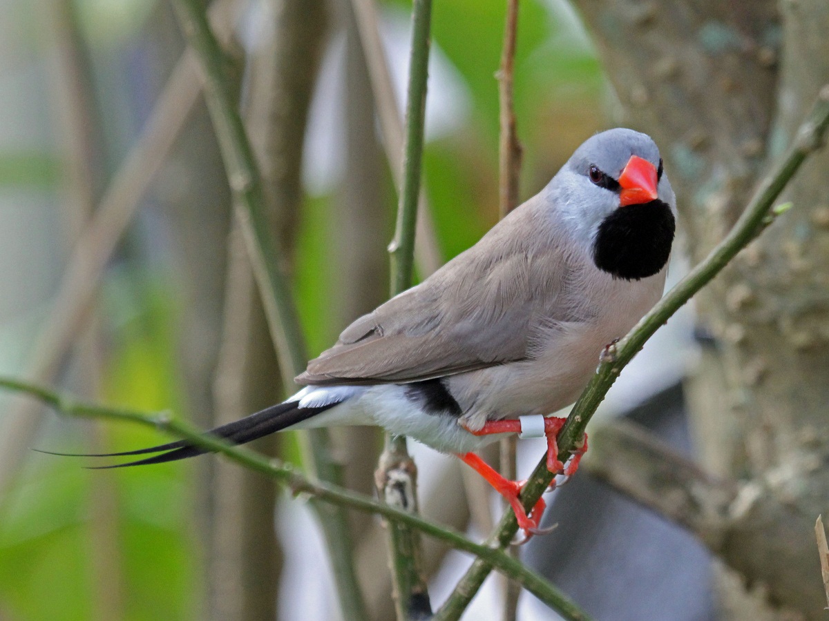 Shaft-tail Finch Facts, As Pets, Care, Temperament, Pictures | Singing