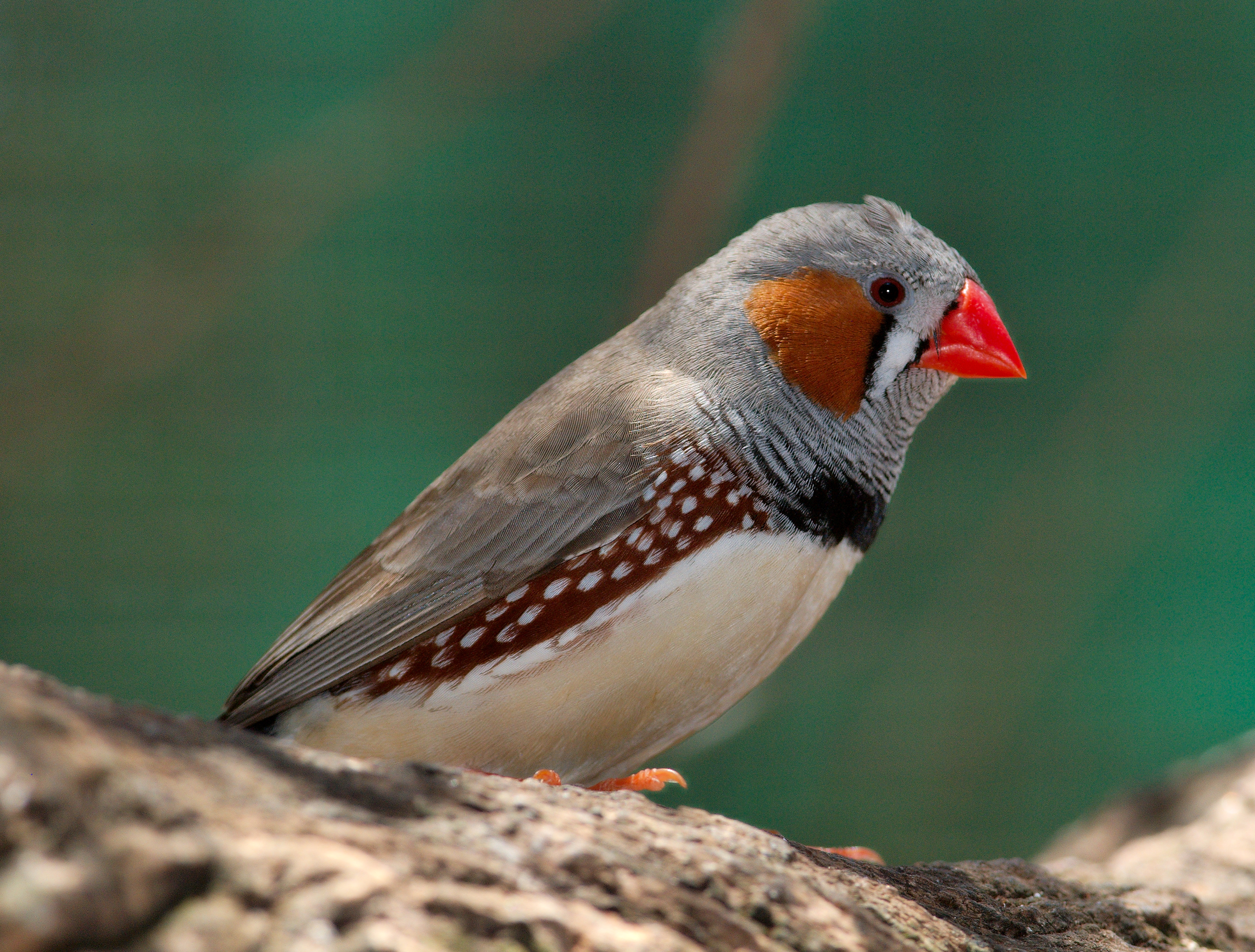 Zebra Finch Facts, As Pets, Care, Temperament, Pictures | Singing Wings