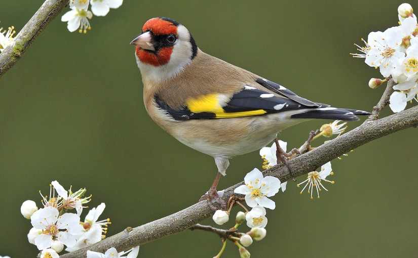european-goldfinch-singing-wings-aviary