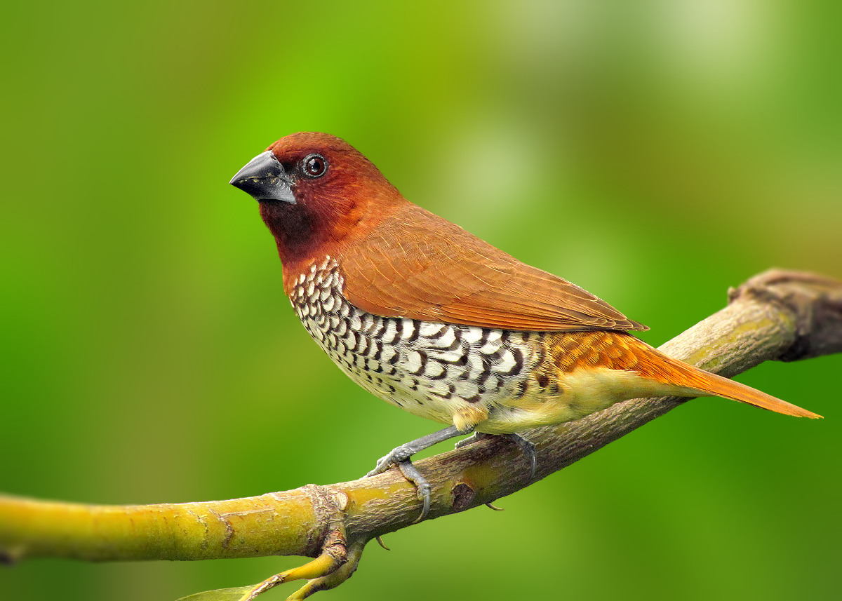 Spice Finch Facts, Pet Care, Behavior, Feeding, Pictures 