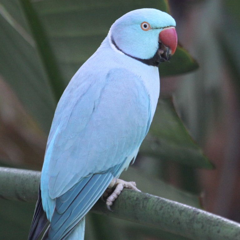 Ringneck Parakeet Facts, Pet Care, Temperament, Diet, Pictures Singing Wings Aviary