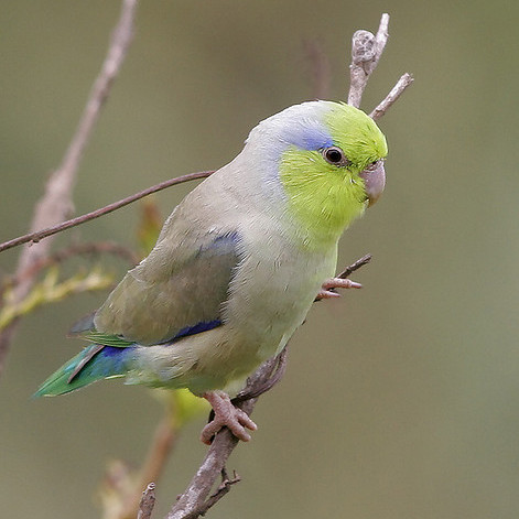 Pacific Parrotlet Facts Pet Care Temperament Pictures Singing Pacific Parrotlet Facts Pet Care Temperament Pictures Singing