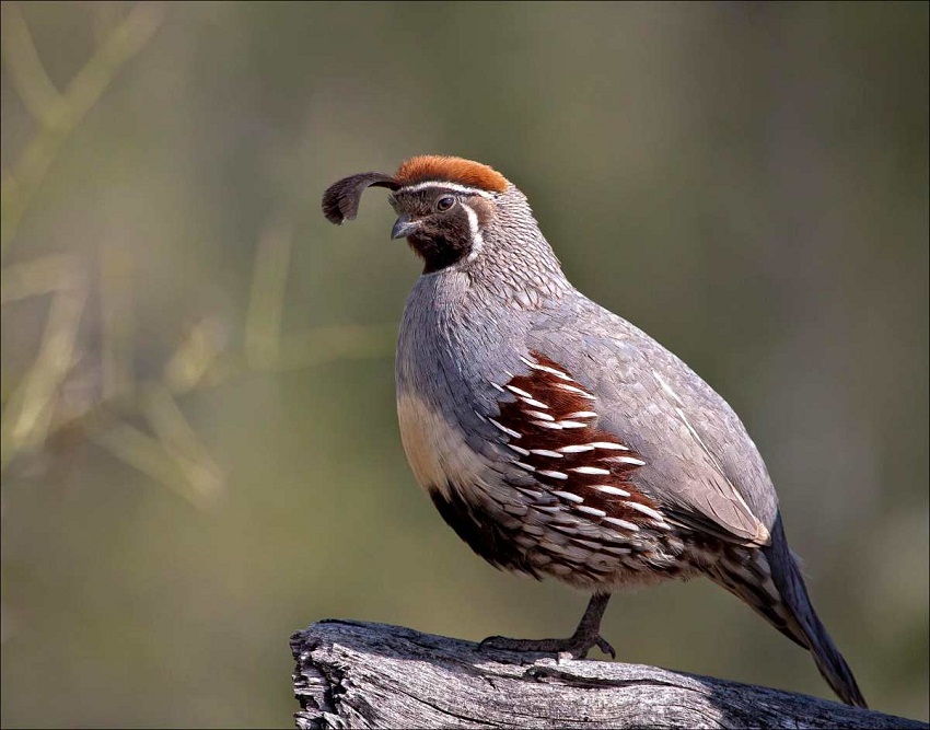 Gambel's Quail Facts, Temperament, Pet Care, Feeding, Pictures Singing Wings Aviary