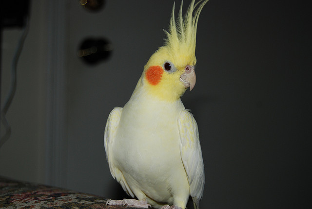 cockatiel squishmallow for sale