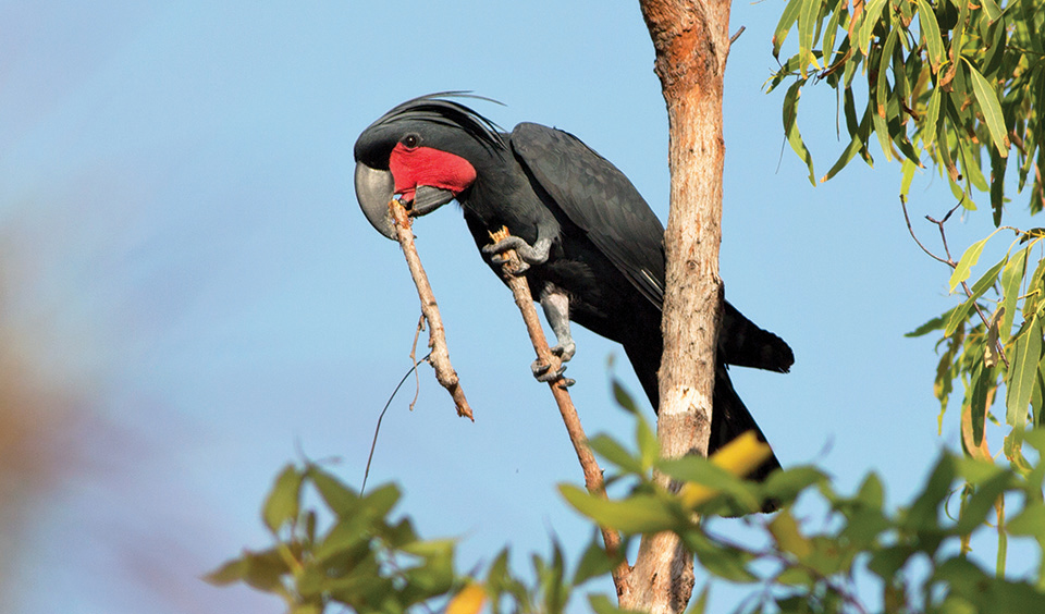 Black Palm Cockatoo 15
