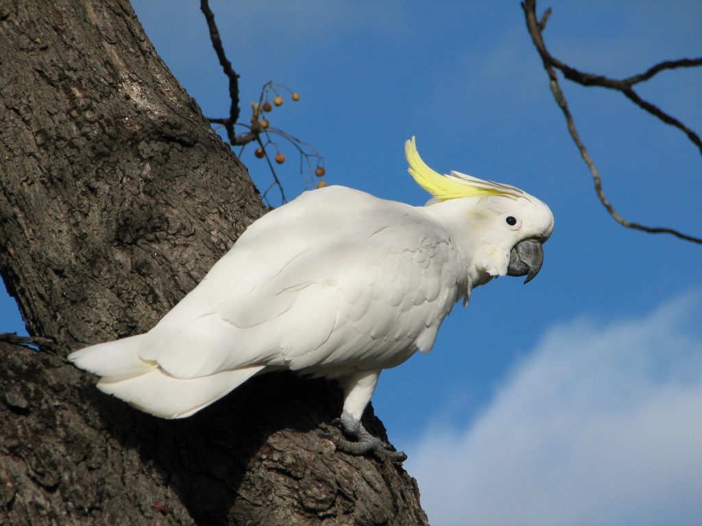 sulphur crested cockatoo sulphur crested cockatoo