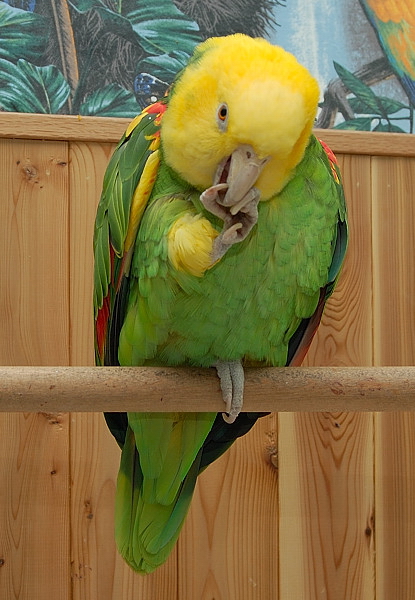Double Yellow-Headed Amazon Facts, Care as Pets, Pictures | Singing