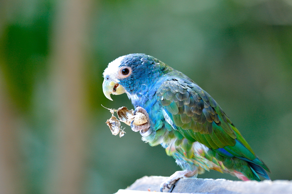 White-Capped Pionus, As Pets, Personality, Pictures | Singing Wings Aviary