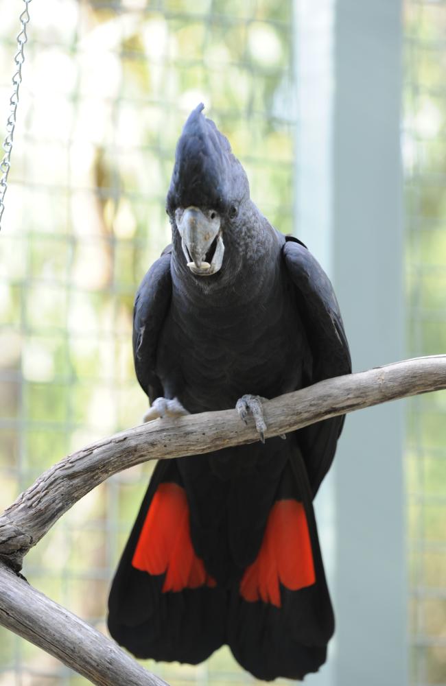 red tailed black cockatoo