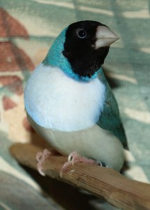 Blue Gouldian Finch Pictures