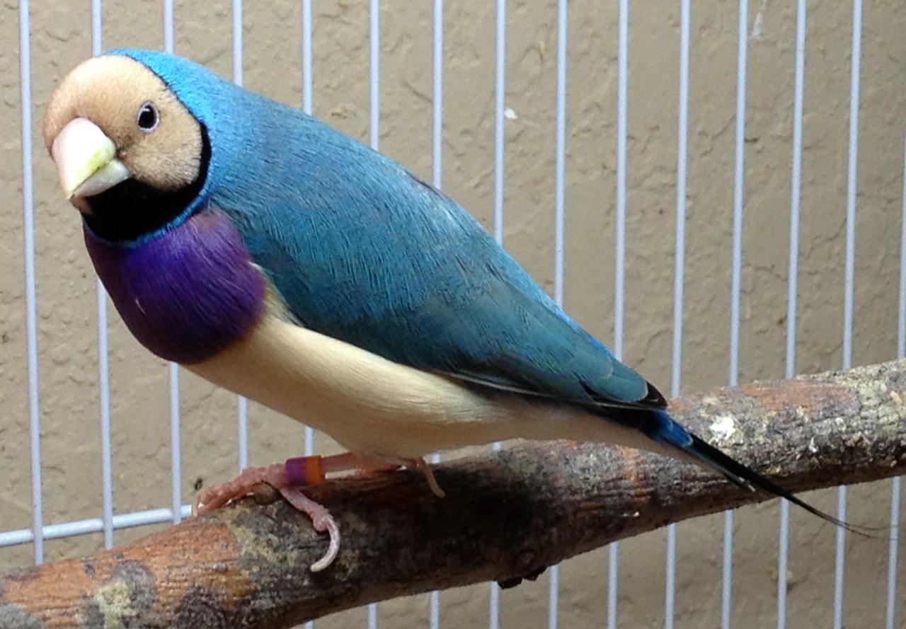 Gouldian finch purple tree frog
