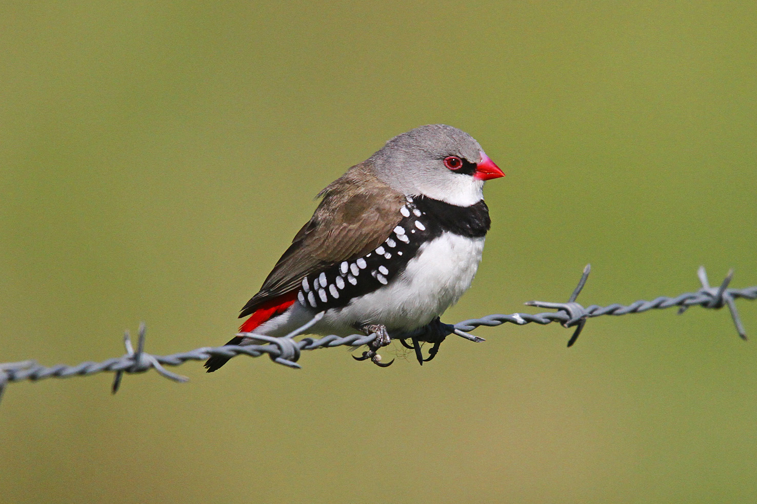 Diamond firetail shop finch breeding