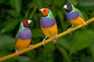 Blue Gouldian Finch