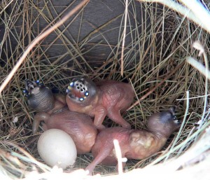 Gouldian Finch Egg