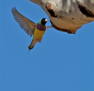 Gouldian Finch Flying