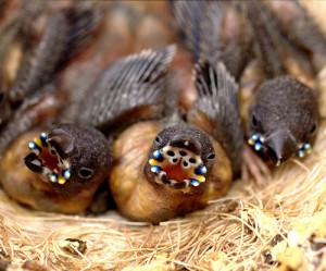 Gouldian Finch Mouth