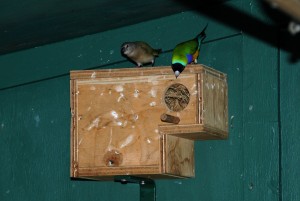 Gouldian Finch Nest Box