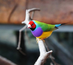 Gouldian Finch Photos
