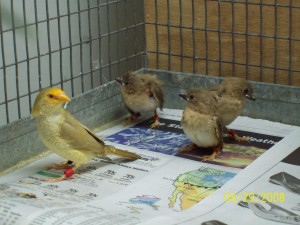 Baby Star Finch