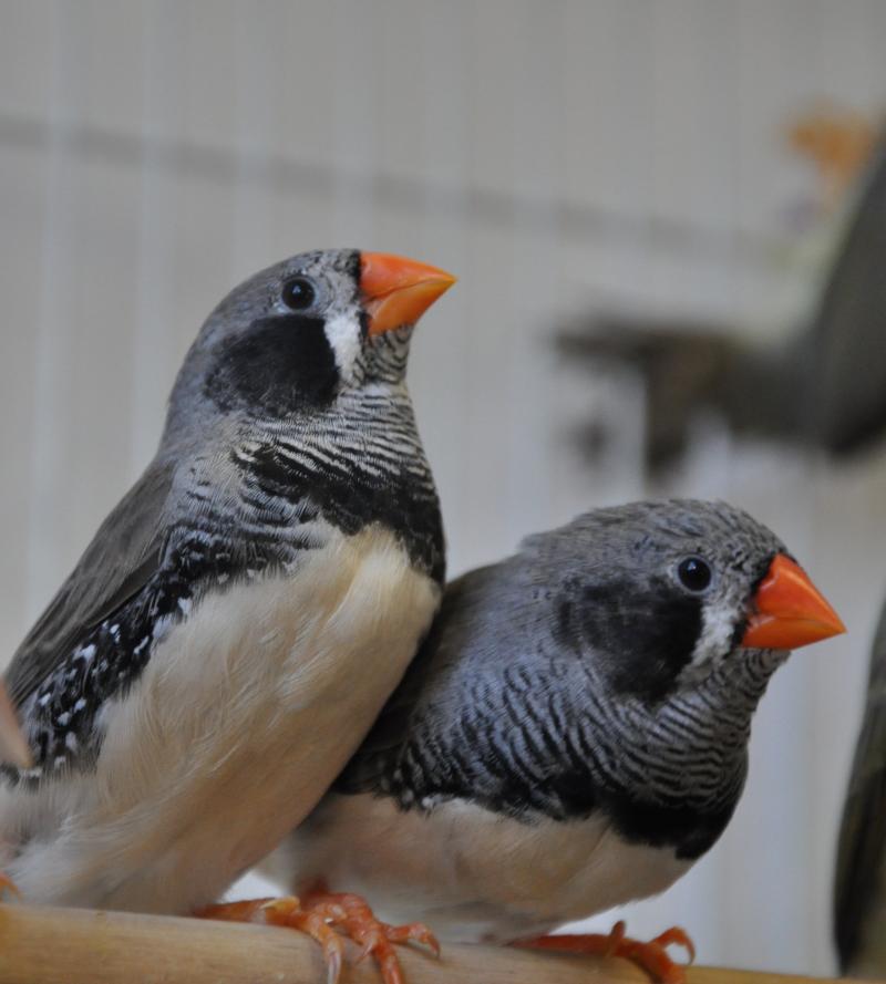 https://www.singing-wings-aviary.com/wp-content/uploads/2015/01/Black-Cheek-Zebra-Finch.jpg