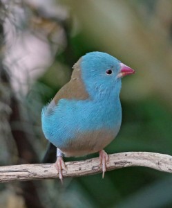 Blue Capped Cordon Bleu Waxbill