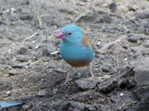 Blue Capped Cordon Bleu Waxbill Pictures
