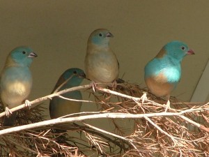 Cordon Bleu Waxbill