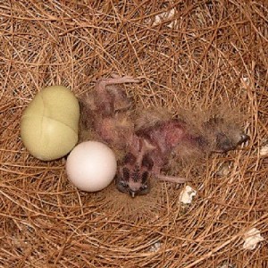 Cordon Bleu Waxbill Chicks