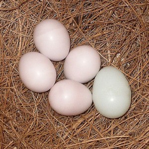 Cordon Bleu Waxbill Eggs