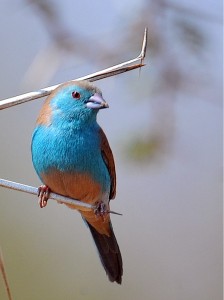 Cordon Bleu Waxbill Images