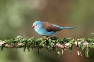 Cordon Bleu Waxbill Photos