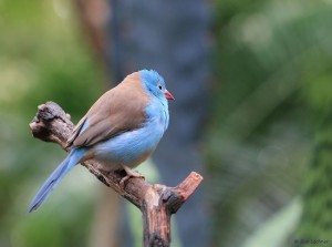 Cordon Bleu Waxbill Pictures