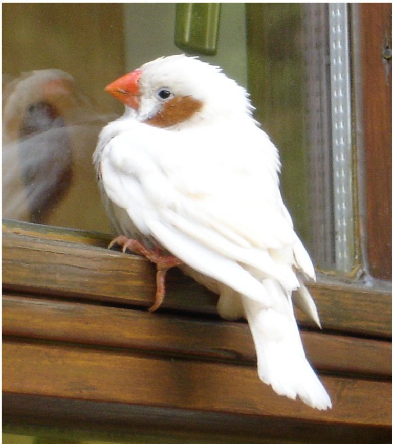 Zebra Finch Facts, As Pets, Care, Temperament, Pictures