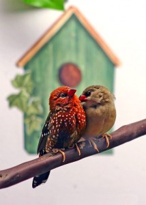 Male and Female Strawberry Finch