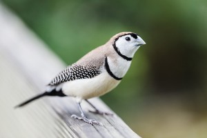 Owl Finch