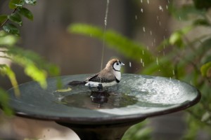 Owl Finch Bird Pictures