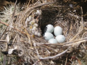 Owl Finch Eggs
