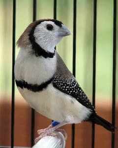 Owl Finch Images