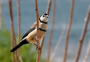 Owl Finch Photos