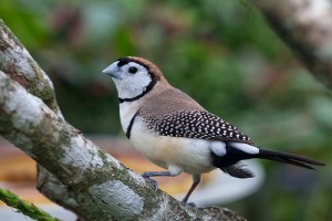 Owl Finch Pictures