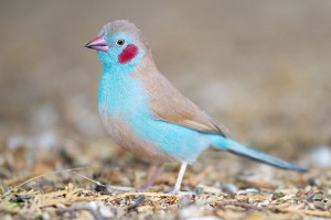 Red Cheeked Cordon Bleu Waxbill