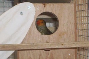 Star Finch Nest Box