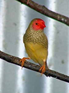 Star Finch Photos