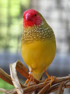 Star Finch Pictures