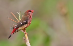 Strawberry Finch
