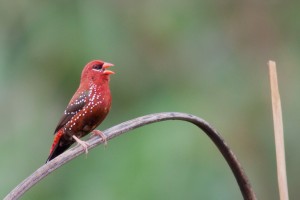 Strawberry Finch Bird
