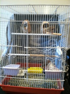 Strawberry Finch Cage Setup