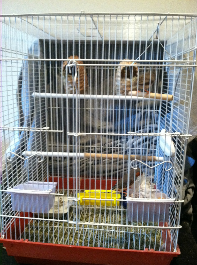 Strawberry finch sales breeding